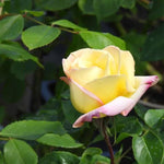 Peace Rose Flowers