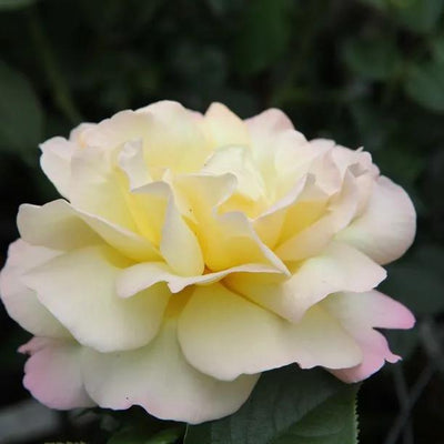 Peace Rose Flowers