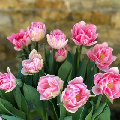 Peach Blossom Tulip Flowers