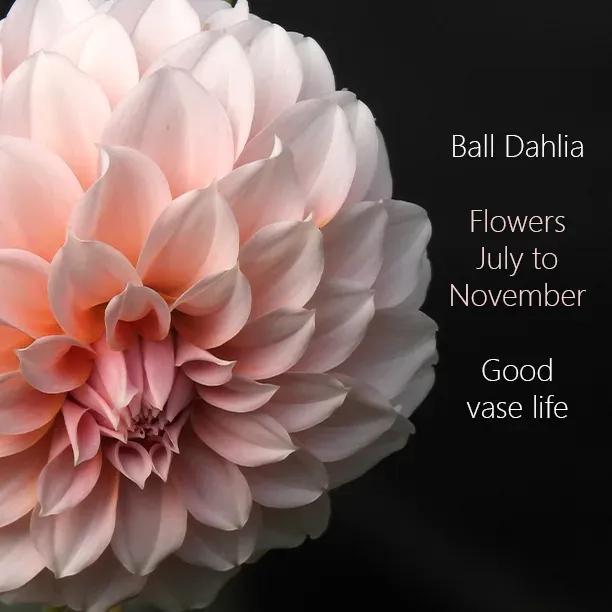 Peaches Pink Dahlia Flowers