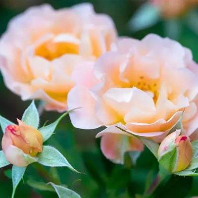 Peachy Patio Shrub Rose Flowers