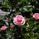 Pink roses with green leaves in a garden setting