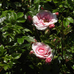 Pink 'Peachy' roses with green leaves in a garden setting