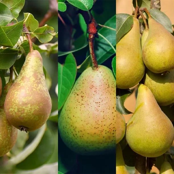 Three Pear Varieties Collection