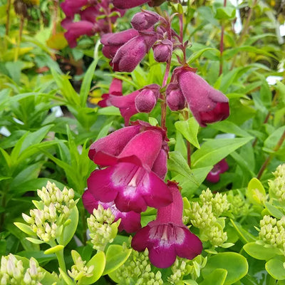 Close up of penstemon flowers - Pensham Amelia Jayne