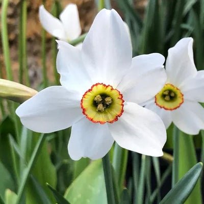 Pheasant's Eye Daffodil Flowers