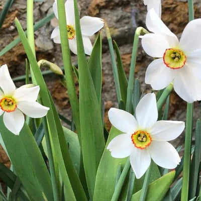Old Pheasant's Eye Daffodil Flowers