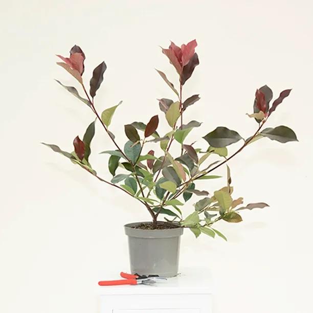 Red Robin Photinia Plant in 3 Litre Pot
