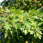 Pin Oak Leaves
