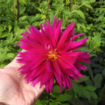 A close-up of a bright magenta-pink dahlia flower held in a person's hand, with green garden foliage in the background.