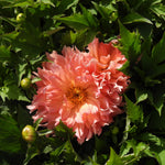 A close-up of a large ruffled dahlia flower in soft peach-pink tones with an orange-yellow center, surrounded by green leaves and small unopened buds.