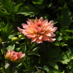 A peach-pink dahlia flower in full bloom surrounded by dark green foliage, with a second bud visible in the lower left.