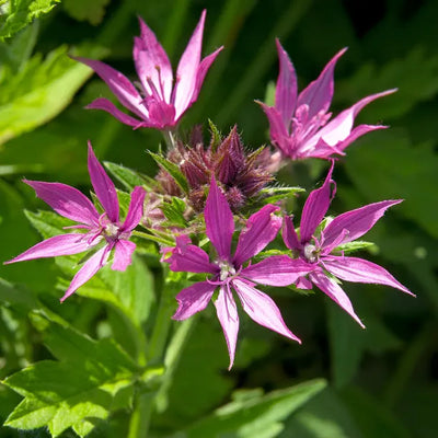 Pink Geranium Flowers - Catherine Deneuve