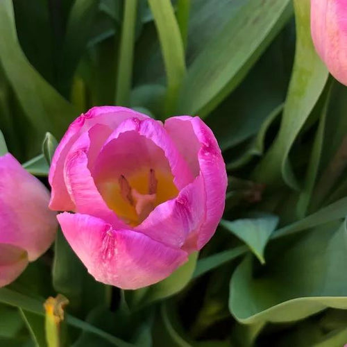 Pink Impression Tulip Flowers - Close up