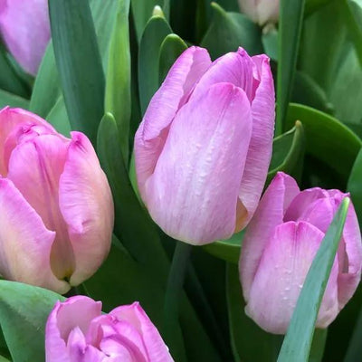 Pink Impression Tulip Flowers - Tulipa darwinii