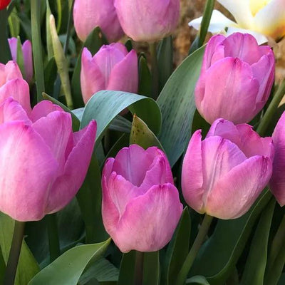 Pink Impression Tulip Flowers - Bunch Ideal for Cutting