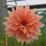 A single peach-pink dahlia flower in full bloom, photographed close up with a softly blurred garden background.