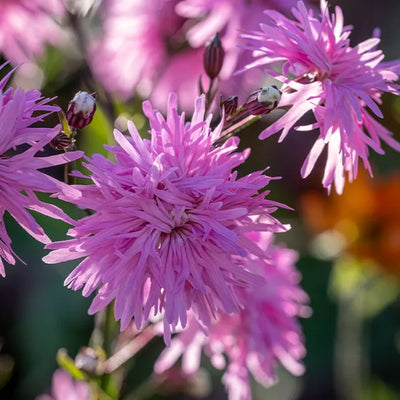 Pink Flowers of Lychnis Petite Jenny