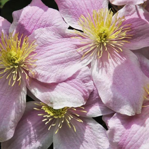 Pink Perfection Clematis Flowers