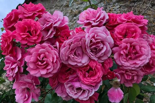 Pink Perpetue Climbing Rose Flowers - Large defined flowers