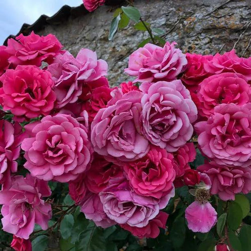 Pink Perpetue Climbing Rose Flowers