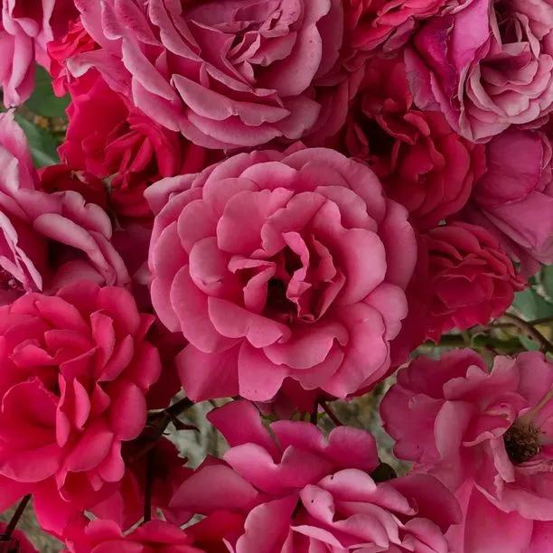 Pink Perpetue Climbing Rose Flowers