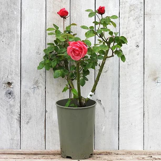Pink Perpetue Potted Rose in Flower in flower