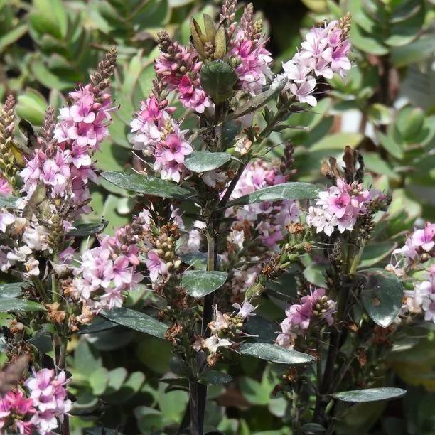 Pink Pixie Hebe Flowers
