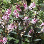 Pink Pixie Hebe Flowers