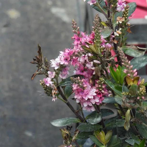 Pink Pixie Hebe Flowers