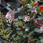 Pink Pixie Hebe Flowers