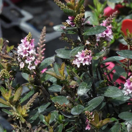Pink Pixie Hebe Flowers