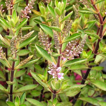Hebe Pink Pixie – Long Season Pink on Burgundy Stems