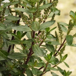 Pink Pixie Hebe leaves