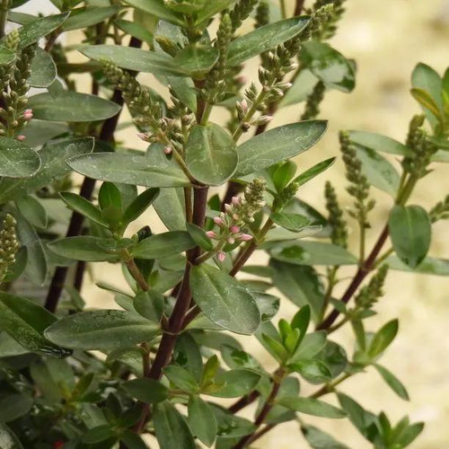 Pink Pixie Hebe leaves