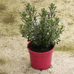 Pink Pixie Hebe Plant