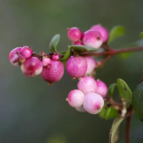 Pink Snowberry Hedge Plants – Symphoricarpos Bushes
