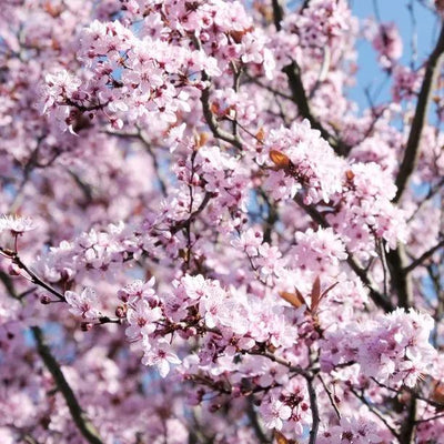 Autumnalis Pink Winter Cherry  Flowers