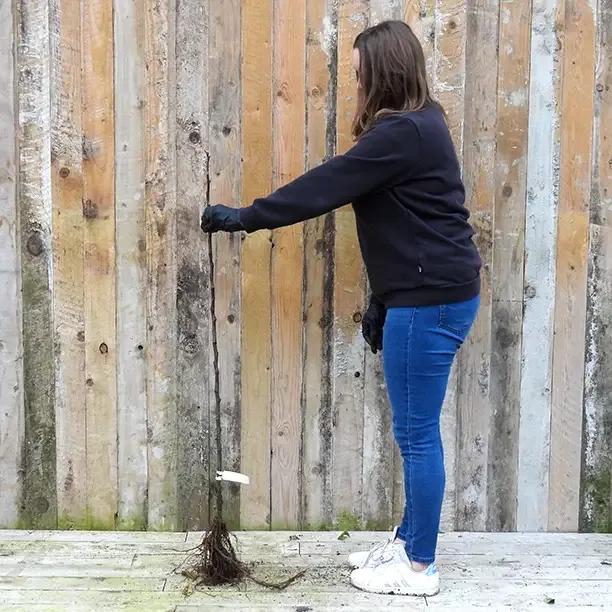 Bareroot Pitmaston Pineapple Maiden Apple Tree
