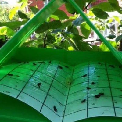 Plum Fruit Moth Pheromone Trap