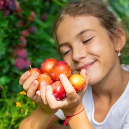 Ripe Victoria Plums