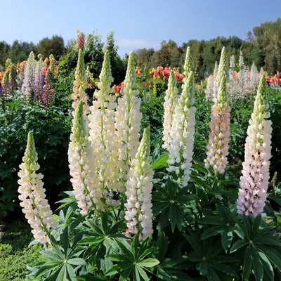 Polar Princess White Lupins