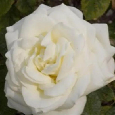 Polar Star Hybrid Tea Rose Flowers