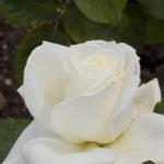 Polar Star Hybrid Tea Rose Flowers