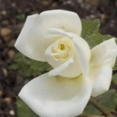 Polar Star Hybrid Tea Rose Flowers