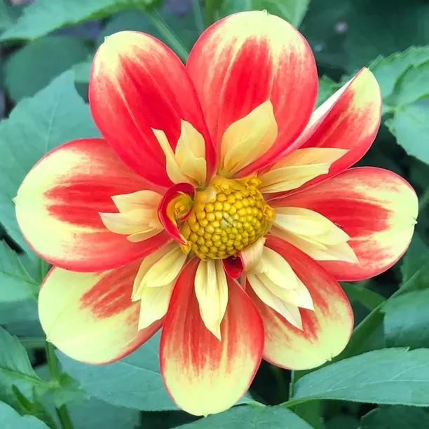 Dahlia Pooh red collerette flowers with yellow petal ring