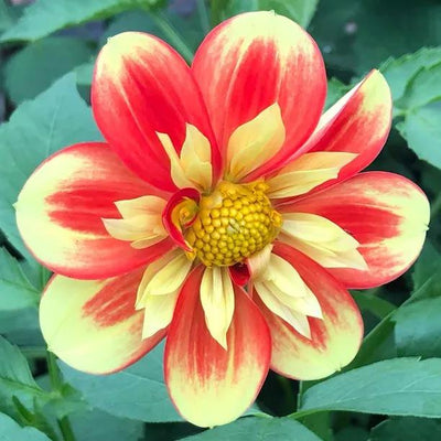 Pooh Dahlia Flowers