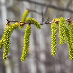 Aspen Poplar tree's catkins in Spring