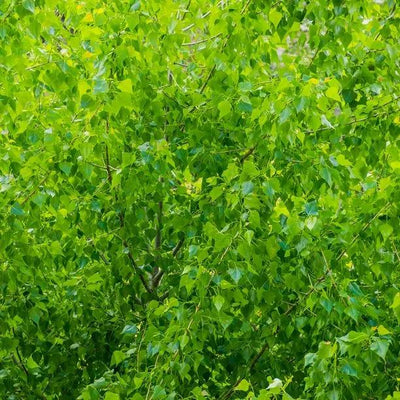 Aspen Poplar leaves