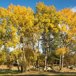 Stand of Aspen Poplar Trees with yellow Autumn leaves